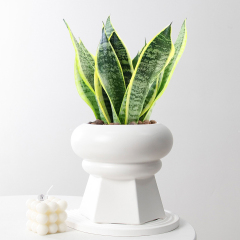 Matorino -Succulent Pot with Drainage,Planting/ Flower Pots,Small Planter Pot for Mini Plant, Ceramic Flowing Glaze Base Serial Set with Holes.