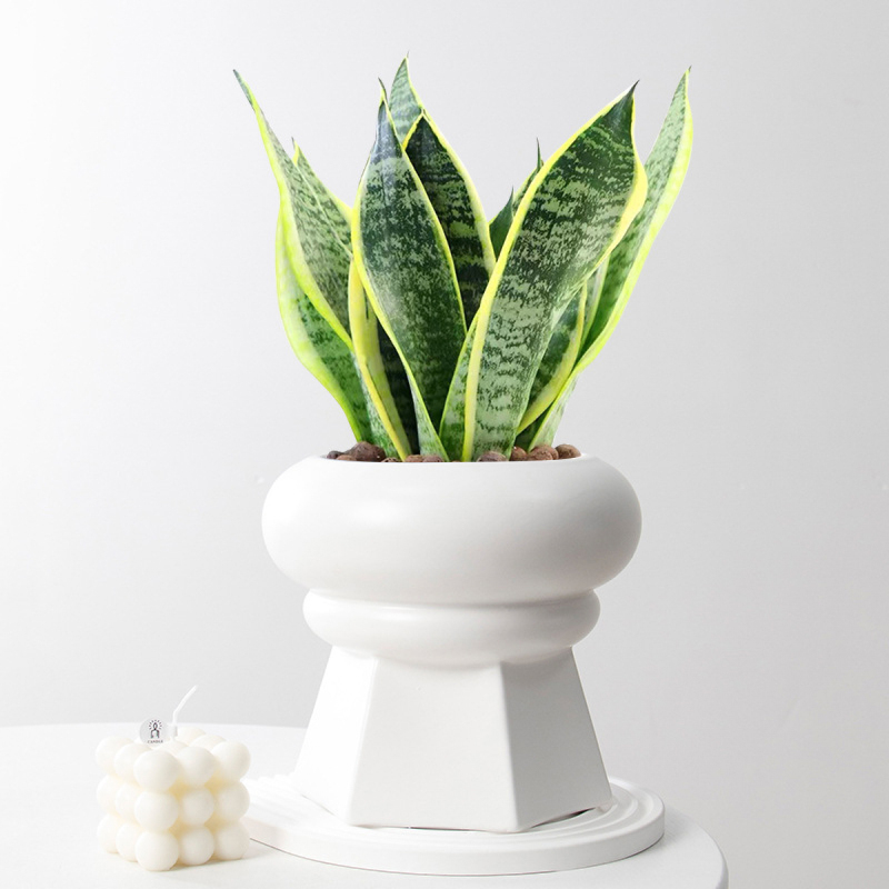 Matorino -Succulent Pot with Drainage,Planting/ Flower Pots,Small Planter Pot for Mini Plant, Ceramic Flowing Glaze Base Serial Set with Holes.