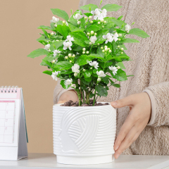 Matorino -Plant Pots ,Ceramic Pots for Indoor Plants, Set of 3 Flower Pots, Unique Crackle Glaze Design Plant Pots with Drainage Hole and Saucer Come with Drainage Nets.