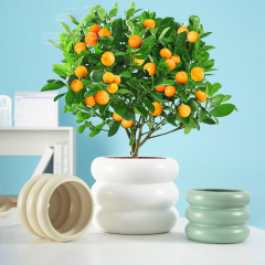 Matorino -Doughnut Ceramic Plant Pot,Flower Pot for All Indoor Plants, Sturdy Planter Pots with Drainage Hole.