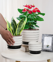 Matorino -Plant Pots,White Pots for Indoor Plants with Drainage Holes,Cylinder Flower Pot Ceramic Planters with Saucer,Cactus Succulent Outdoor Garden Pots Set of 3.