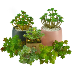 Matorino -Artificial Succulent Plants in Ceramic Pots, Realistic & Beautiful Assorted Fake Plants for Office Decor, Desk Plant, for Coworker, Small Faux Plants Indoor.