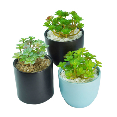 Matorino -Artificial Succulent Plants in Ceramic Pots, Realistic & Beautiful Assorted Fake Plants for Office Decor, Desk Plant, for Coworker, Small Faux Plants Indoor.