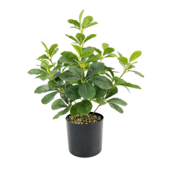 Matorino -Small Fake Tree Plants , Artificial Tree Plant in Pot for Indoor Outdoor Home Office Garden Decoration.Office Desk Faux Plant, Leaf Ficus Plant, Realistic Small Fake Farmhouse Plants for Home Kitchen Bathroom Bedroom Evergreen Decor.