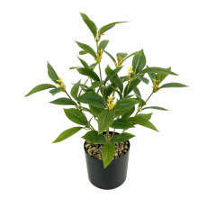 Matorino -Small Fake Tree Plants , Artificial Tree Plant in Pot for Indoor Outdoor Home Office Garden Decoration.Office Desk Faux Plant, Leaf Ficus Plant, Realistic Small Fake Farmhouse Plants for Home Kitchen Bathroom Bedroom Evergreen Decor.