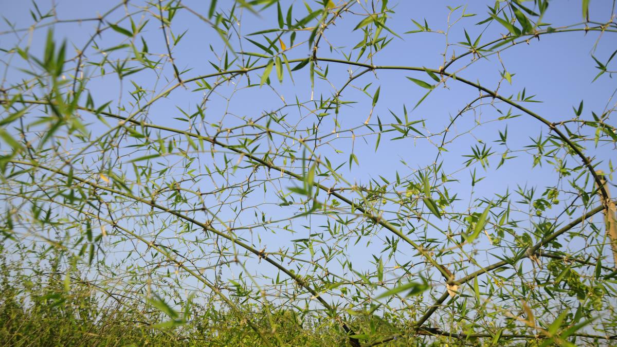 India Launches 5-Year Bamboo Cultivation Project in Ajara