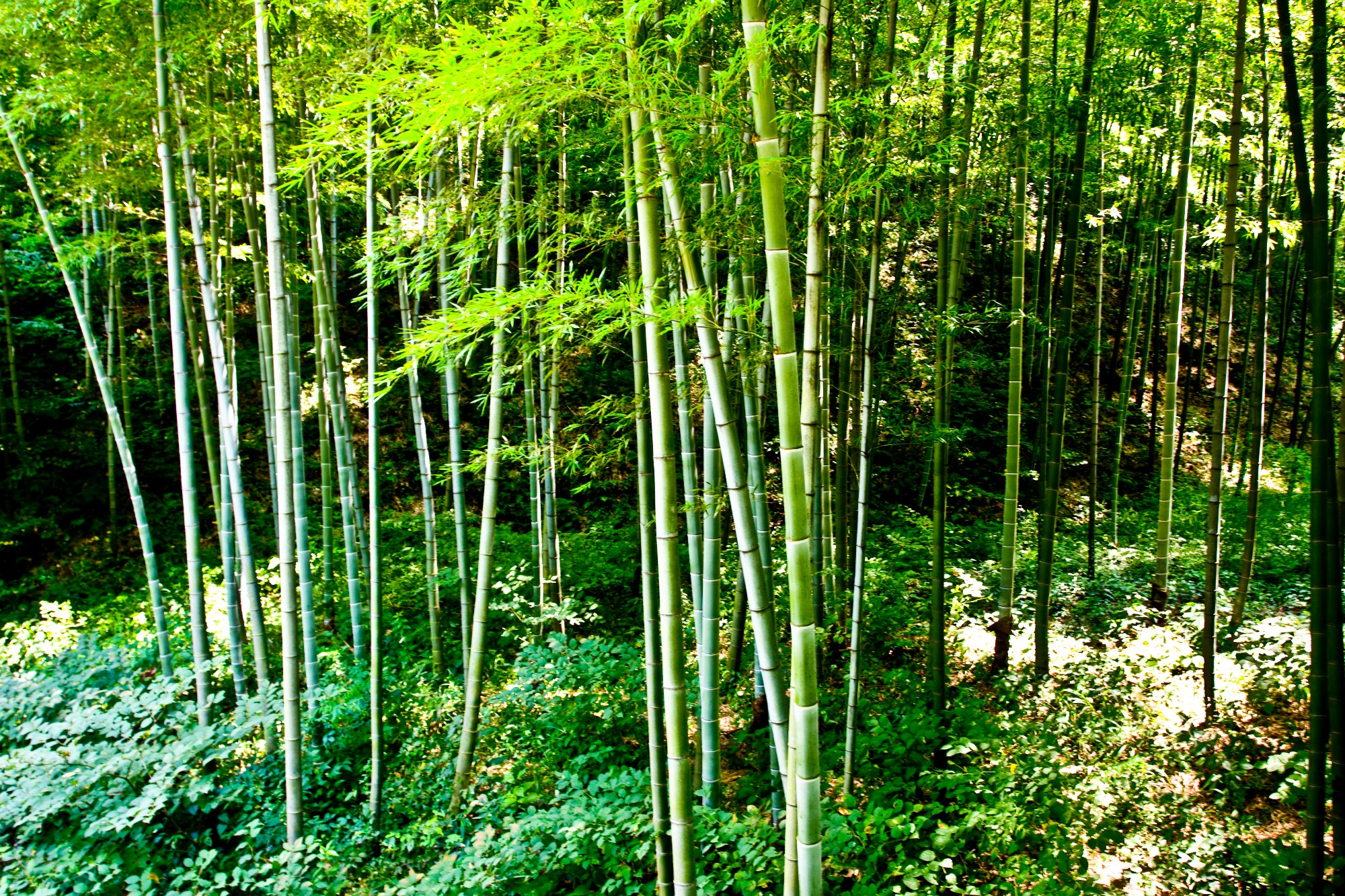 Bamboo Set to Become Growth Engine of Global Sustainable Construction Market