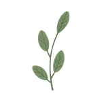 100% Plant-Dyed
