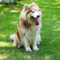 20FT,30 ft Tie Out Cable for Large Dog