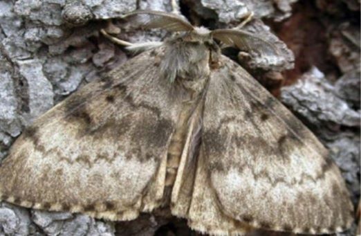 Flighted Spongy Moth Complex 2024（FSMC）
