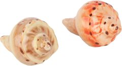 Conch Shell Salt and Pepper Shaker
