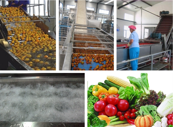 Good Price Automatic Citrus Washing Machine Auto Oranges Lemon Grapefruit Orange Fruit air Bubble Cleaning Line for Sale