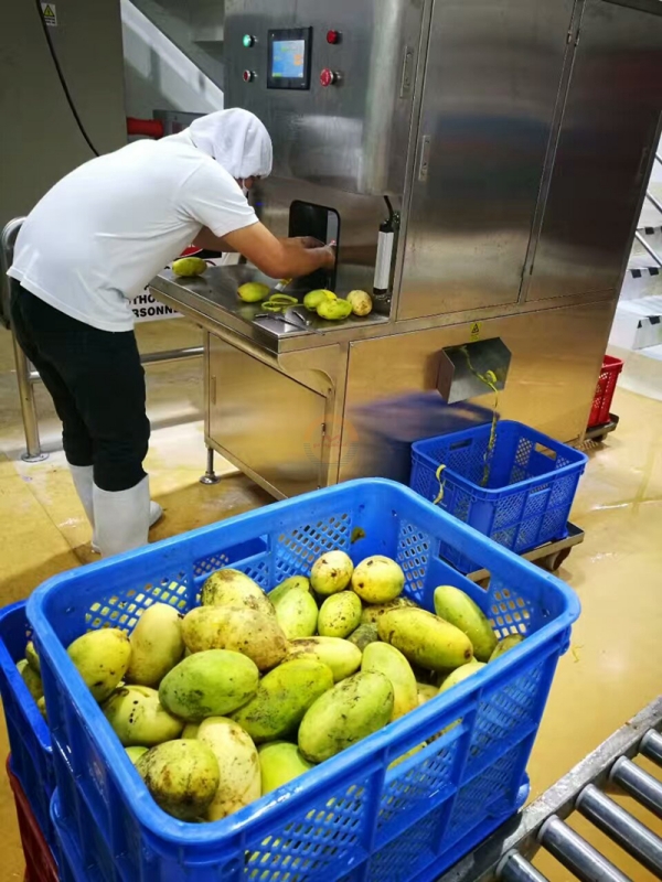 Automatic mango Peeling Machine Auto Industrial Fruit Mangoes Professional Skinning Pitting and Slicing Machines for Sale