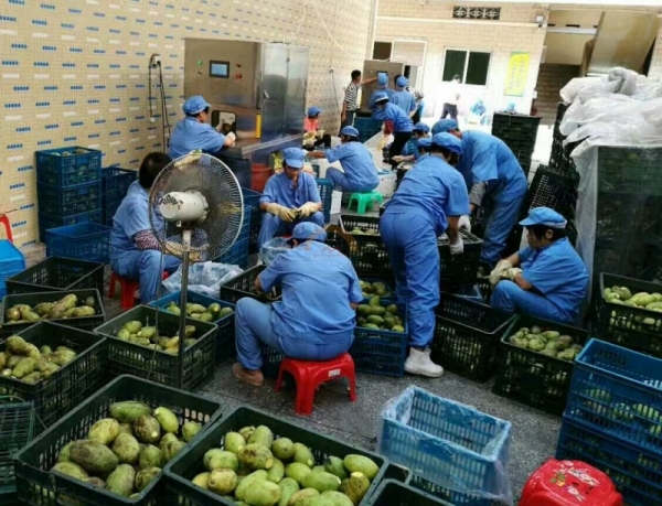 Good Price Automatic Commercial Fruit Peeling Machine Auto Industrial Multifunctional Fruits Skin Removing Machines for Sale