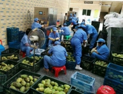 Good Price Automatic Commercial Fruit Peeling Machine Auto Industrial Multifunctional Fruits Skin Removing Machines for Sale