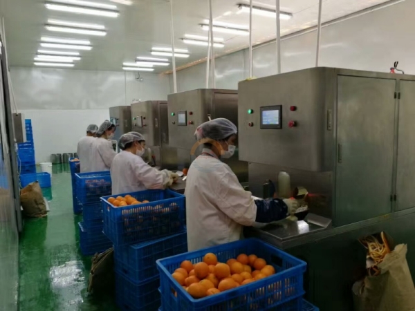 Good Price Automatic Commercial Citrus Peeling Machine Auto Industrial Tangerine Fruit Peeler Skinning Equipment for Sale