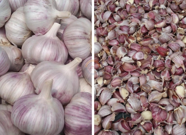 Automatic Commercial Garlic Breaking Separating Machine Auto Industrial Small Garlics Clove Splitter Separator for Sale