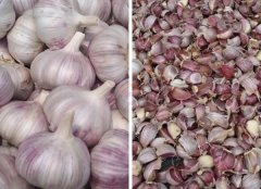 Automatic Commercial Garlic Breaking Separating Machine Auto Industrial Small Garlics Clove Splitter Separator for Sale