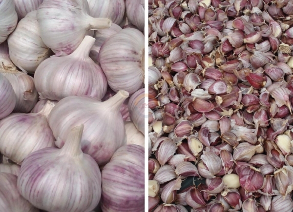 Automatic Commercial Garlic Breaking Separating Machine Auto Industrial Small Garlics Clove Splitter Separator for Sale