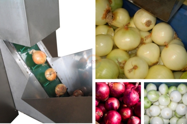 Good Price Automatic Commercial Onion Peeling Machine Auto Industrial Continuous Dry Onions Skinning Equipment China for Sale