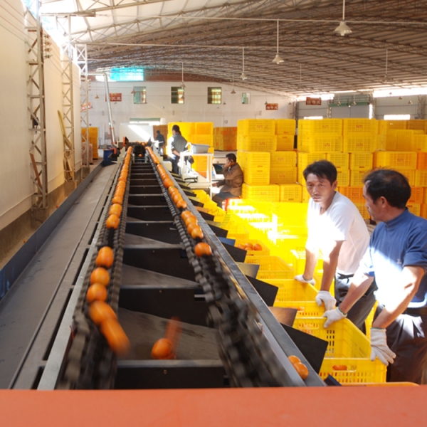 Good Price Automatic Tomato Grading Sorting Machine Auto Tomatoes Weight Sorter and Grader Line Machines Equipment for Sale