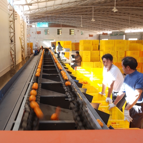 Good Price Automatic Avocado Grading Sorting Machine Auto Fresh Passion Fruit Pomegranate Weight Grader Sorter Machines for Sale