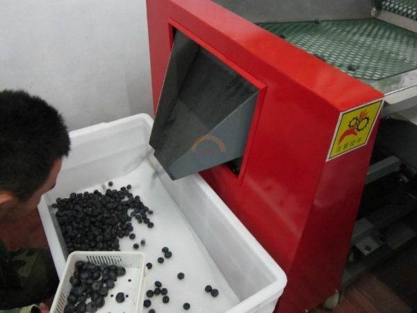 Good Price Automatic Commercial Blueberry Size Grading Sorting Machine Auto Industrial Blueberries Sizing Grader Sorter for Sale