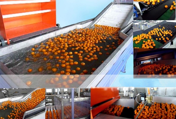 Good Price Automatic apple Washing Waxing Drying and Grading Machine Auto Industrial Apples Cleaning, Sorting Line for Sale