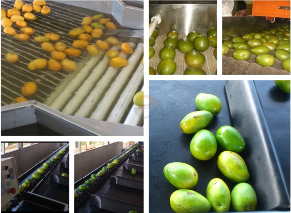 Good Price Automatic apple Washing Waxing Drying and Grading Machine Auto Industrial Apples Cleaning, Sorting Line for Sale