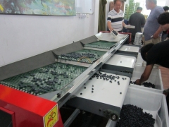 Good Price Automatic Commercial Blueberry Size Grading Sorting Machine Auto Industrial Blueberries Sizing Grader Sorter for Sale
