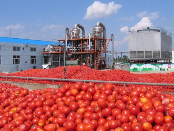 Automatic Tomato Sauce Making Plant Equipment Auto Industrial Concentrated Tomato Sauce Processing Line Machine for Sale