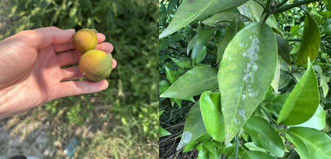 Breakthrough Achieved in the Annual Multi-Billion-Yuan Mite Damage Dilemma! ECUST Team Develops New Green Acaricides