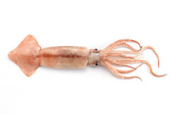Blend Phosphate-Squid