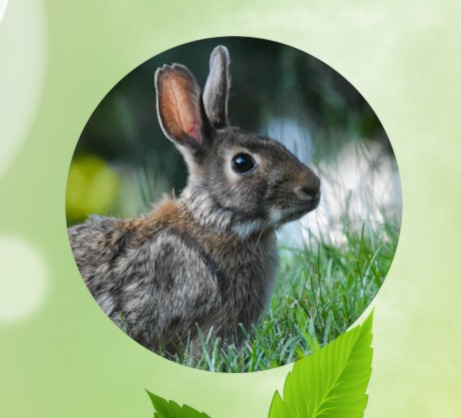 Welcome to join us -- Brer Rabbit Coffee Club
