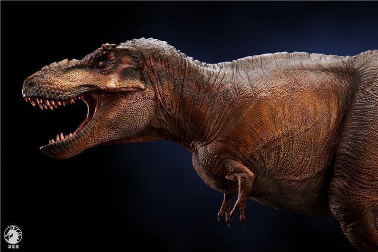 【IN-STOCK】w-dragon 1/35 genus Tyrannosaurus 41cm x 15cm