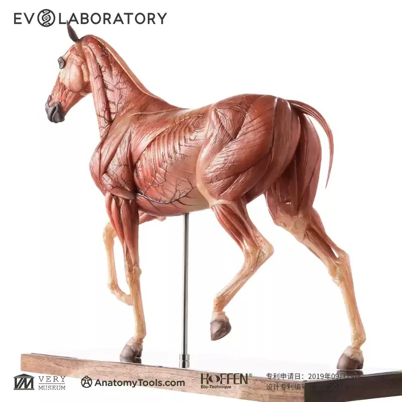 【IN-STOCK】Evolaboratory 1/6th Scale Resin Version Horse Teaching Model Anatomy Tool 32cm