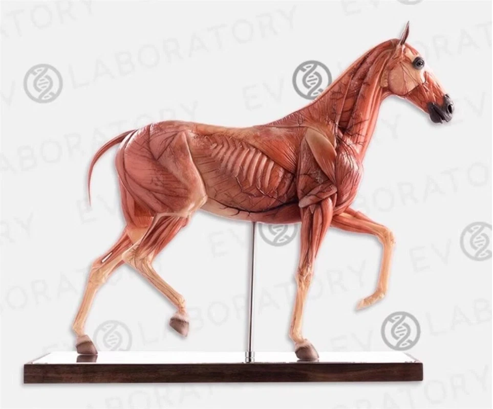 【IN-STOCK】Evolaboratory 1/6th Scale Resin Version Horse Teaching Model Anatomy Tool 32cm