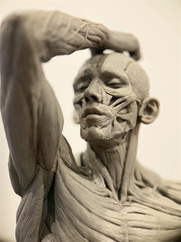 【IN-STOCK】Evolaboratory Human Male Education Model Muscle Anatomy 28cm 1/7