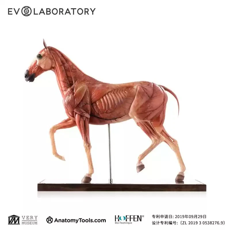 【IN-STOCK】Evolaboratory 1/6th Scale Resin Version Horse Teaching Model Anatomy Tool 32cm