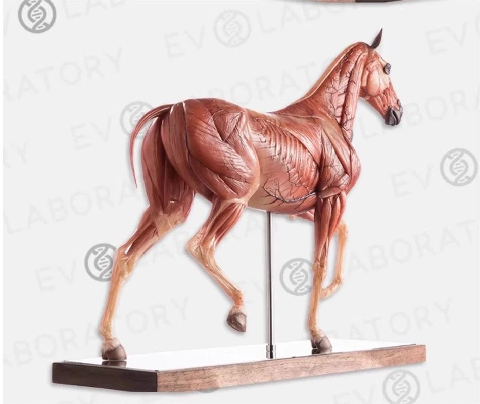 【IN-STOCK】Evolaboratory 1/6th Scale Resin Version Horse Teaching Model Anatomy Tool 32cm