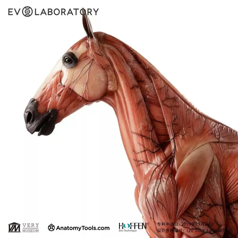 【IN-STOCK】Evolaboratory 1/6th Scale Resin Version Horse Teaching Model Anatomy Tool 32cm