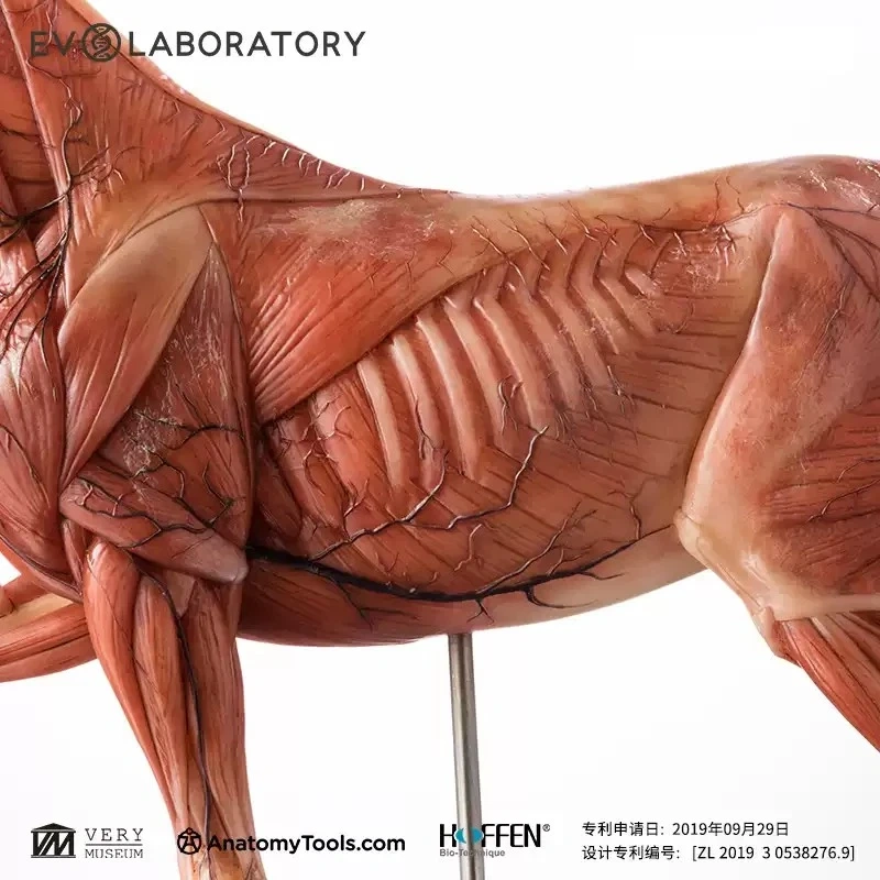 【IN-STOCK】Evolaboratory 1/6th Scale Resin Version Horse Teaching Model Anatomy Tool 32cm