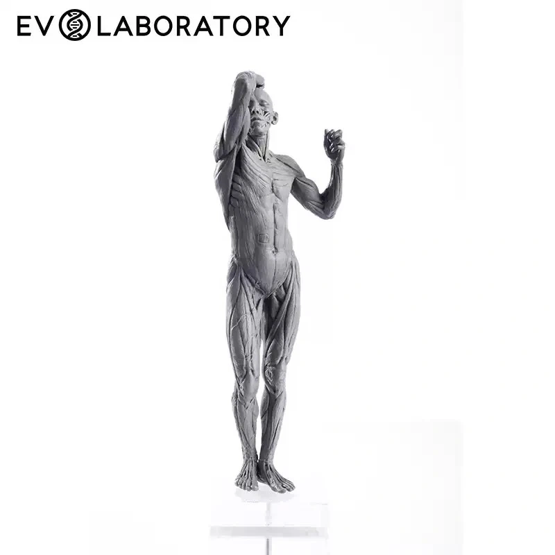 【IN-STOCK】Evolaboratory Human Male Education Model Muscle Anatomy 28cm 1/7