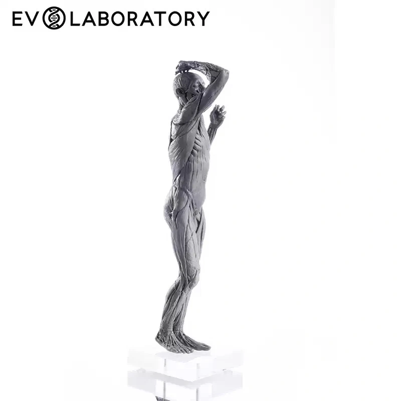 【IN-STOCK】Evolaboratory Human Male Education Model Muscle Anatomy 28cm 1/7