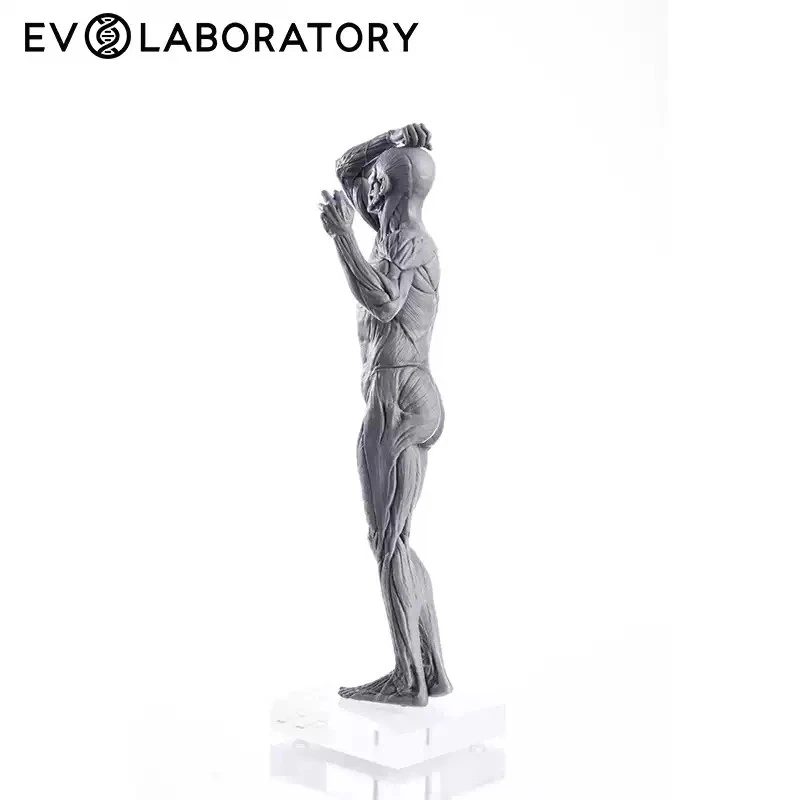 【IN-STOCK】Evolaboratory Human Male Education Model Muscle Anatomy 28cm 1/7