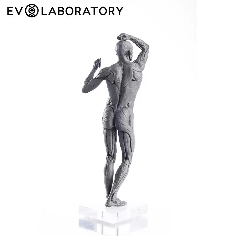 【IN-STOCK】Evolaboratory Human Male Education Model Muscle Anatomy 28cm 1/7