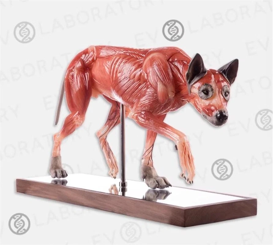 【IN-STOCK】Evolaboratory Wolf Education Model Muscle Anatomy 17cm 1/6