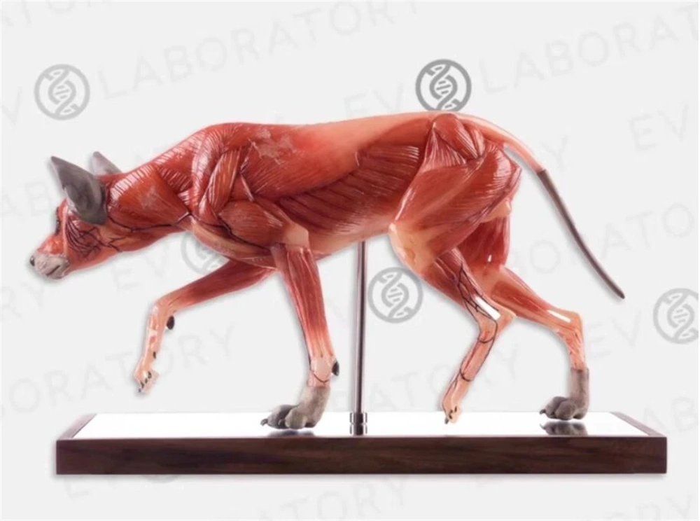 【IN-STOCK】Evolaboratory Wolf Education Model Muscle Anatomy 17cm 1/6