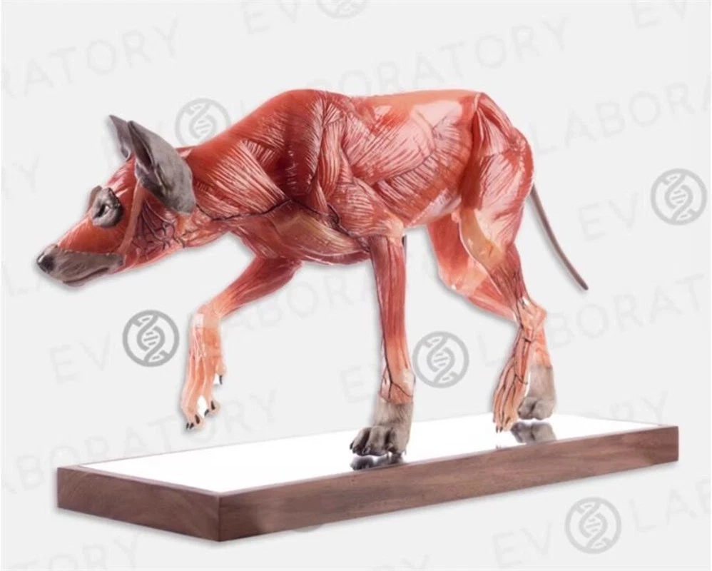 【IN-STOCK】Evolaboratory Wolf Education Model Muscle Anatomy 17cm 1/6