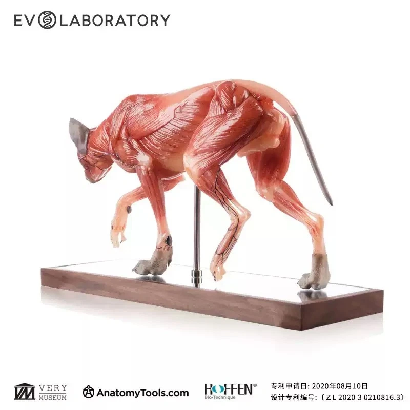 【IN-STOCK】Evolaboratory Wolf Education Model Muscle Anatomy 17cm 1/6